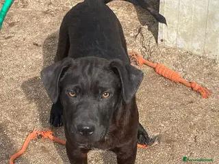 Meticcio cani MI ADOTTI? - Annuncio 5