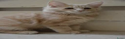 Norvegese gatti in vendita: Cuccioli norvegesi delle foreste  - Annuncio 1