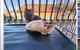Certosino gatti in regalo: Micio Certosino e compagno inseparabile 2anni.SICI a Città metropolitana di Milano - Immagine 4
