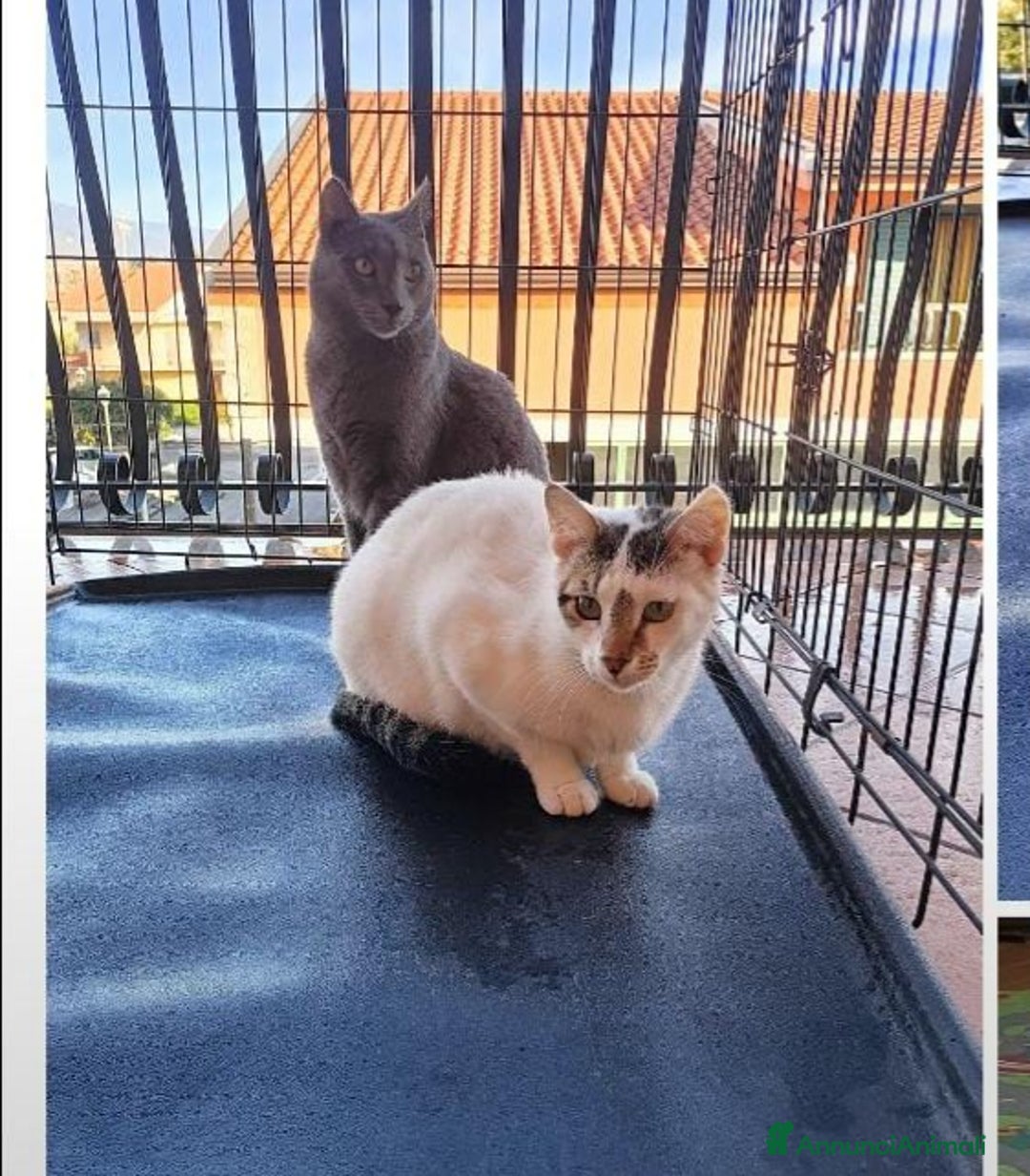 Certosino gatti in regalo: Micio Certosino e compagno inseparabile 2anni.SICI a Città metropolitana di Milano - Immagine 4