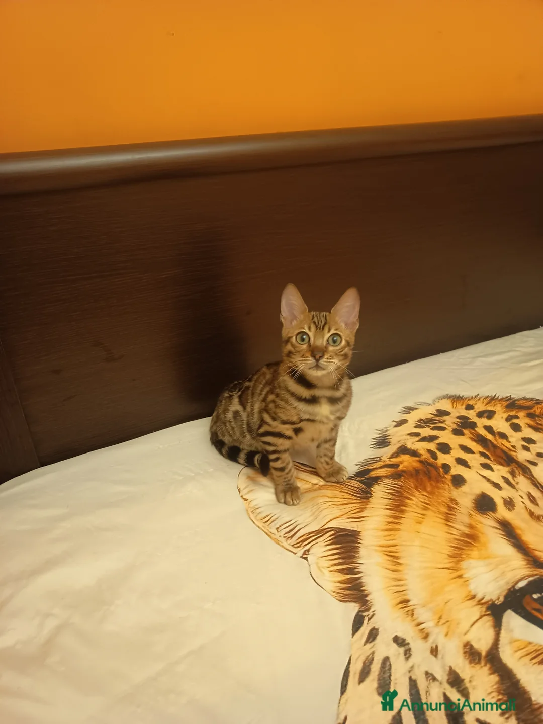 Bengala gatti in vendita: la meraviglia di Selected Breed 🥰 - Annuncio 6