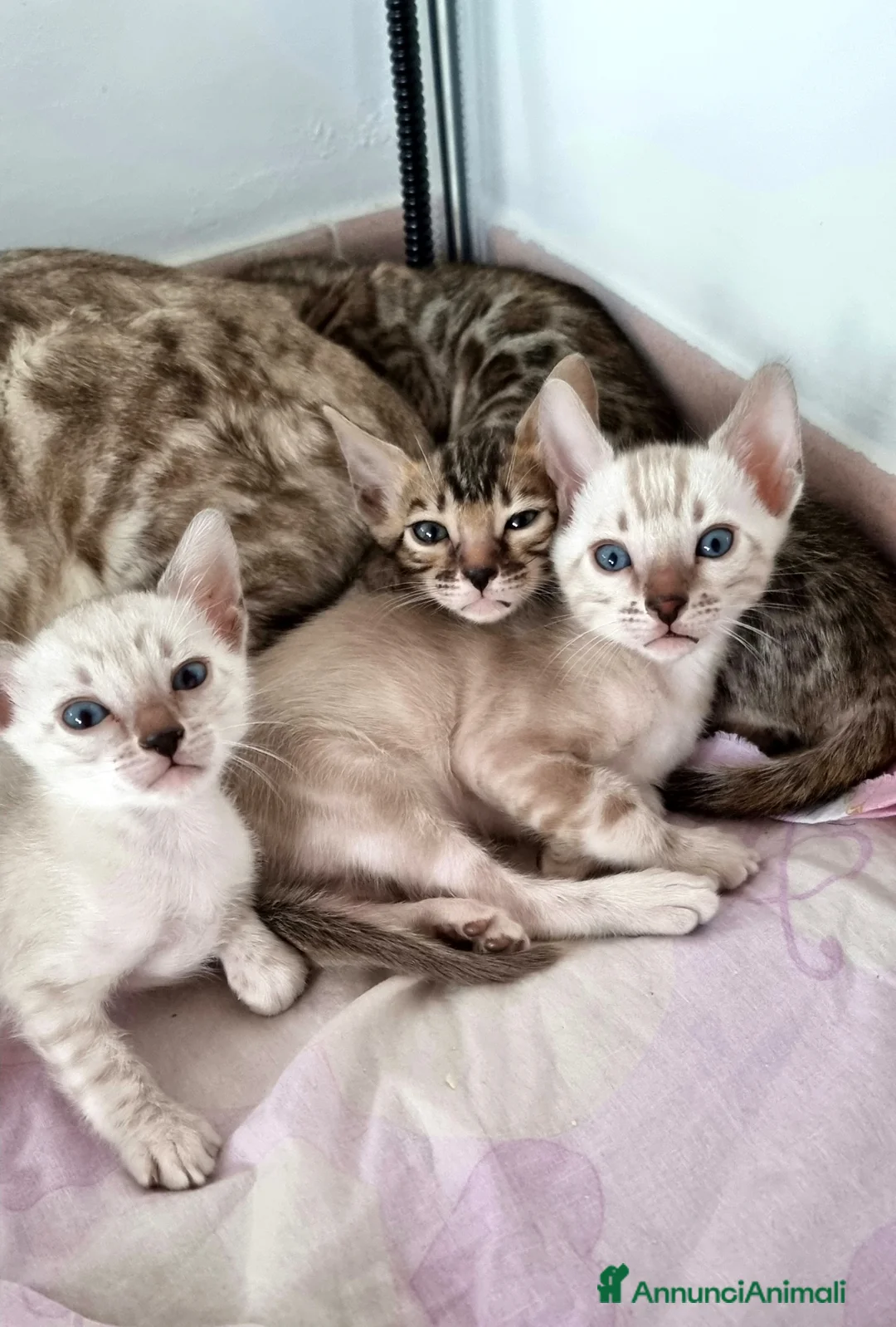 Bengala gatti in vendita: Gattini Bengala con Pedigree  - Annuncio 12