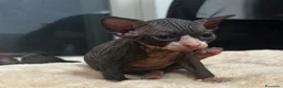 Sphynx gatti in vendita: Prenotazione cuccioli di Sphynx con pedigree  - Annuncio 4