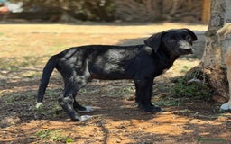 Altre razze cani in regalo: DANA DOLY DORIS 4 MESI (23/02/25) a Provincia di Bergamo - Immagine 4