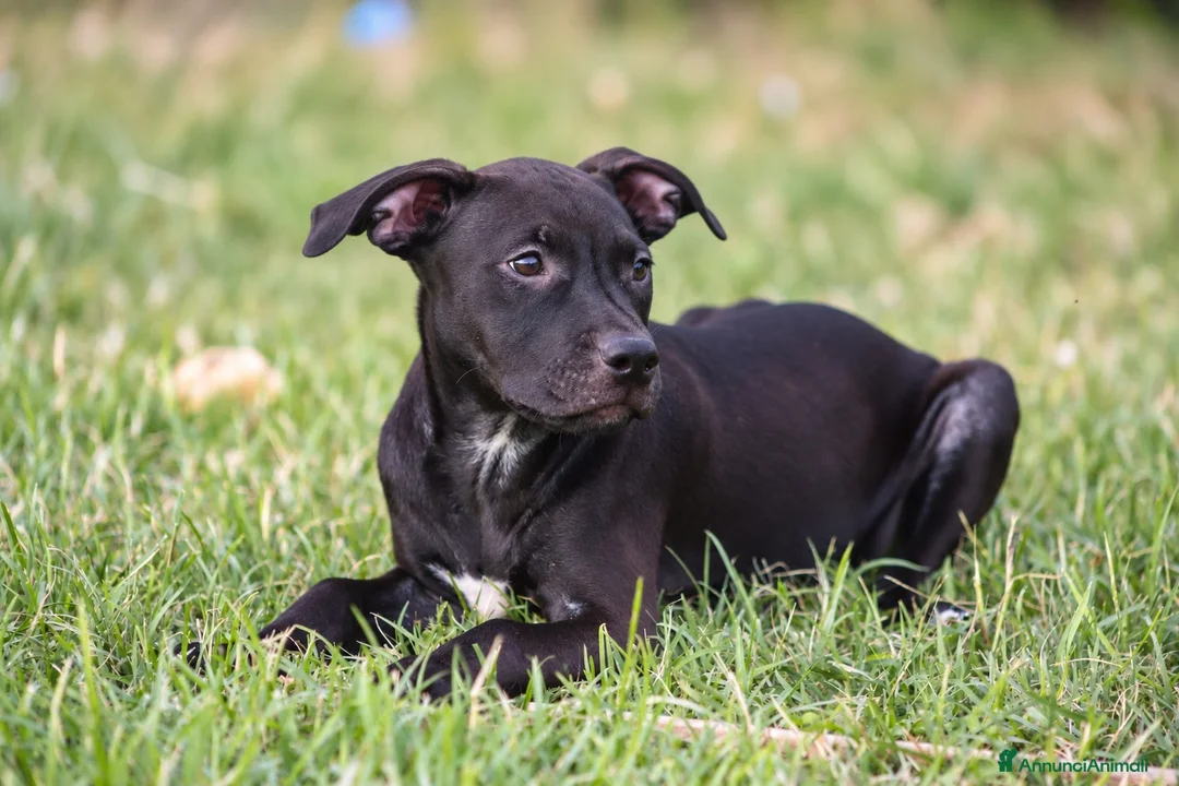 Pitbull cani in vendita: Cucciola Pit Bull con pedigree anche a rate - Annuncio 2