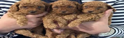Barboncino Toy cani in vendita: Barboncini toy/nano - Annuncio 1