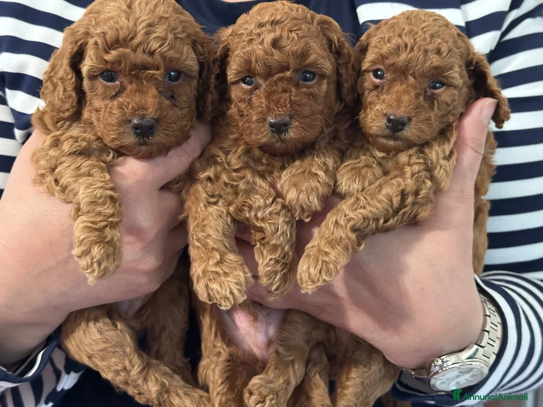 Barboncino Toy cani in vendita: Barboncini toy/nano - Annuncio 1