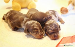 Bassotto cani in vendita: Cuccioli di bassotto kaninken e nano Enci  a Città metropolitana di Roma Capitale - Immagine 9