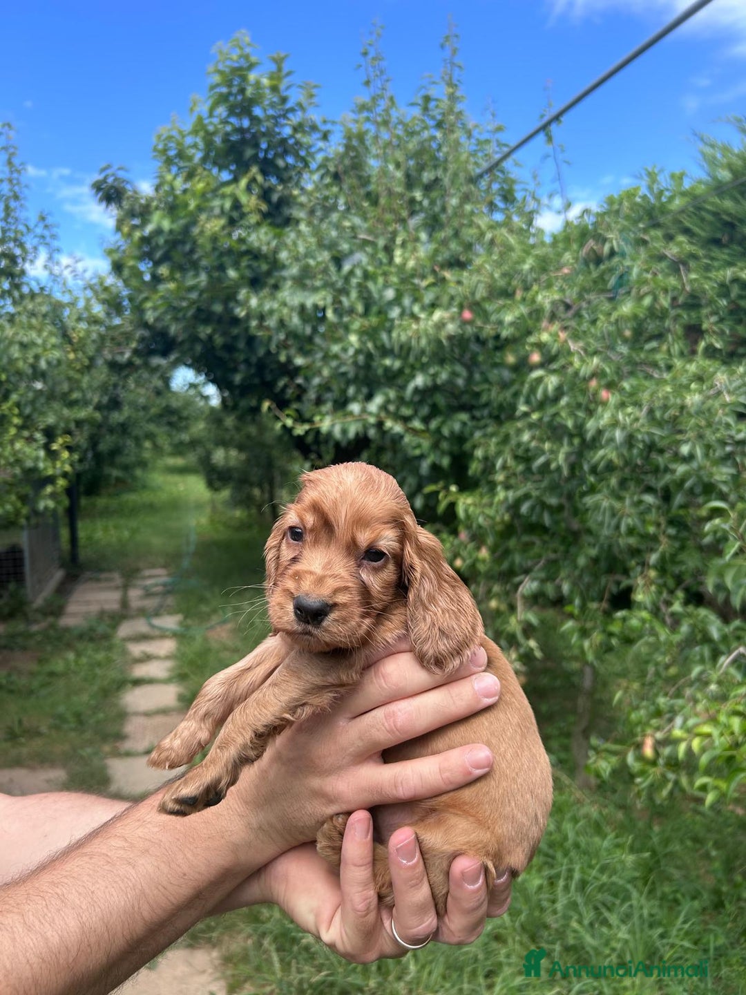 Cocker cani in vendita: Cuccioli Cocker a Provincia di Bergamo - Immagine 2