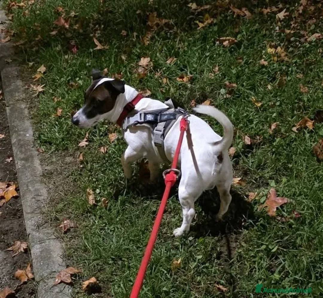 Jack Russell cani per accoppiamento: Filippo pronto per accoppiamento  - Annuncio 6