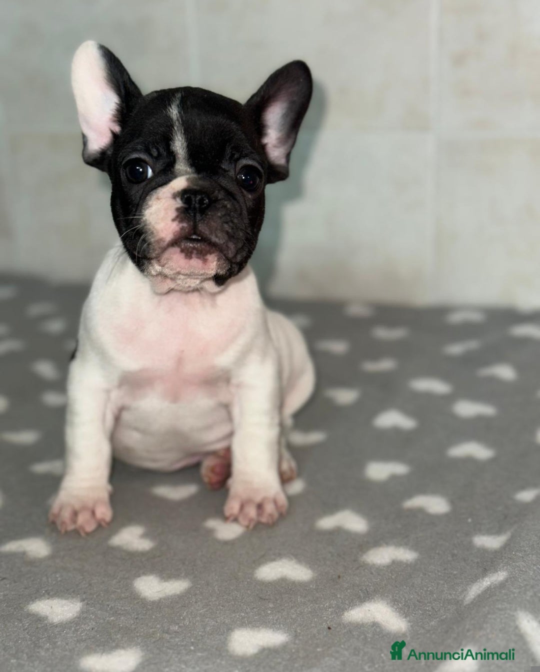 Bulldog Francese cani in vendita: Cucciolo di bulldog francese  - Annuncio 10