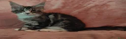 Maine Coon gatti in vendita: PEPITA - Annuncio 3