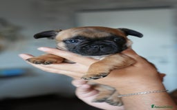 Bulldog Francese cani in vendita: Bulldog francese  a Provincia di Ascoli Piceno - Immagine 2