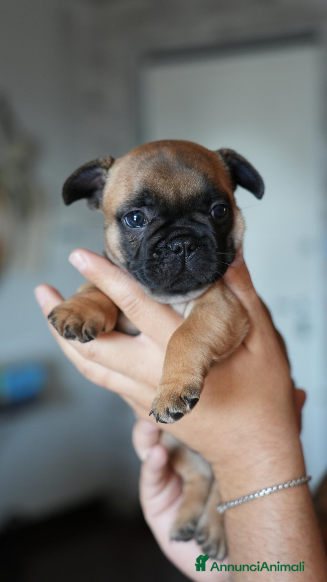 Bulldog Francese cani in vendita: Bulldog francese  a Provincia di Ascoli Piceno - Immagine 2