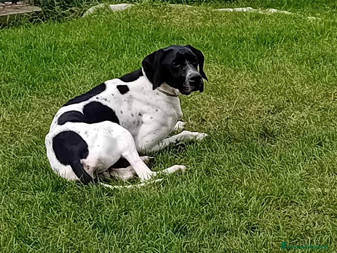 Pointer cani in regalo: Regalo pointer  - Annuncio 1