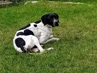 Pointer cani Regalo pointer - Annuncio 4