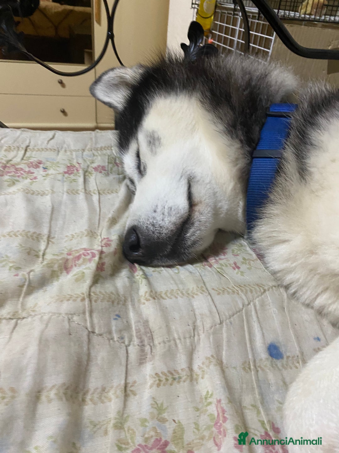 Husky cani per accoppiamento: Tyson cerca compagna  - Annuncio 15