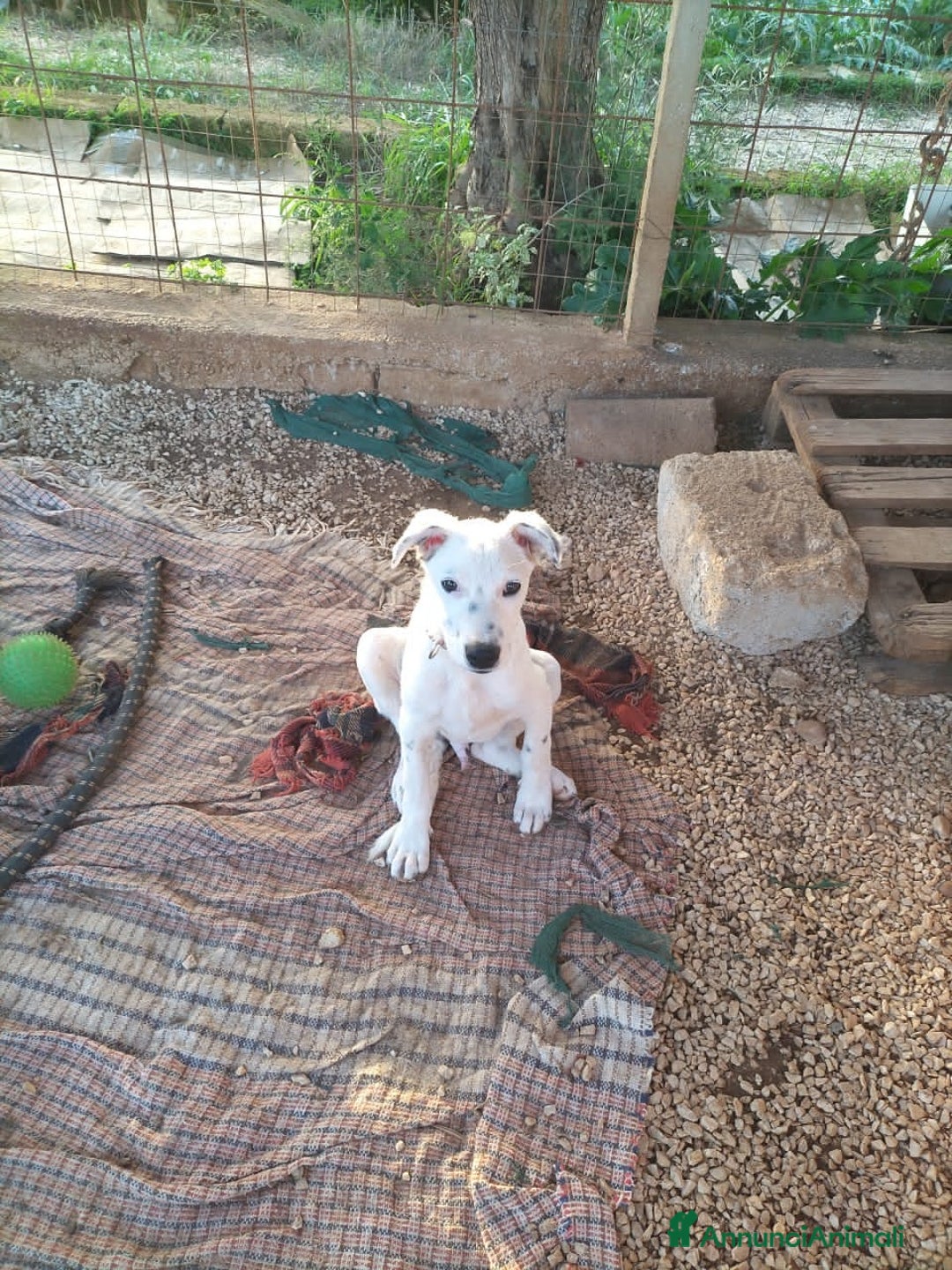 Altre razze cani in regalo: OTI 3 MESI - Annuncio 1