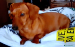 Bassotto cani in vendita: Bassotti - Immagine 8