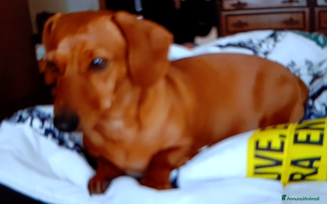 Bassotto cani in vendita: Bassotti - Immagine 8
