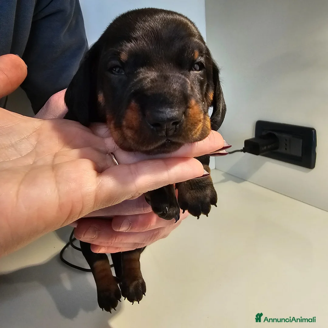 Bassotto cani in vendita: Vendita cuccioli di bassotto - Annuncio 14