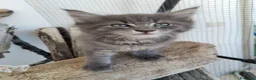 Maine Coon gatti in vendita: Maine coon  - Annuncio 5