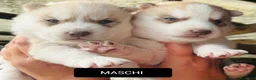 Husky cani in vendita: Cuccioli di siberian husky  a Provincia di Treviso - Annuncio 5
