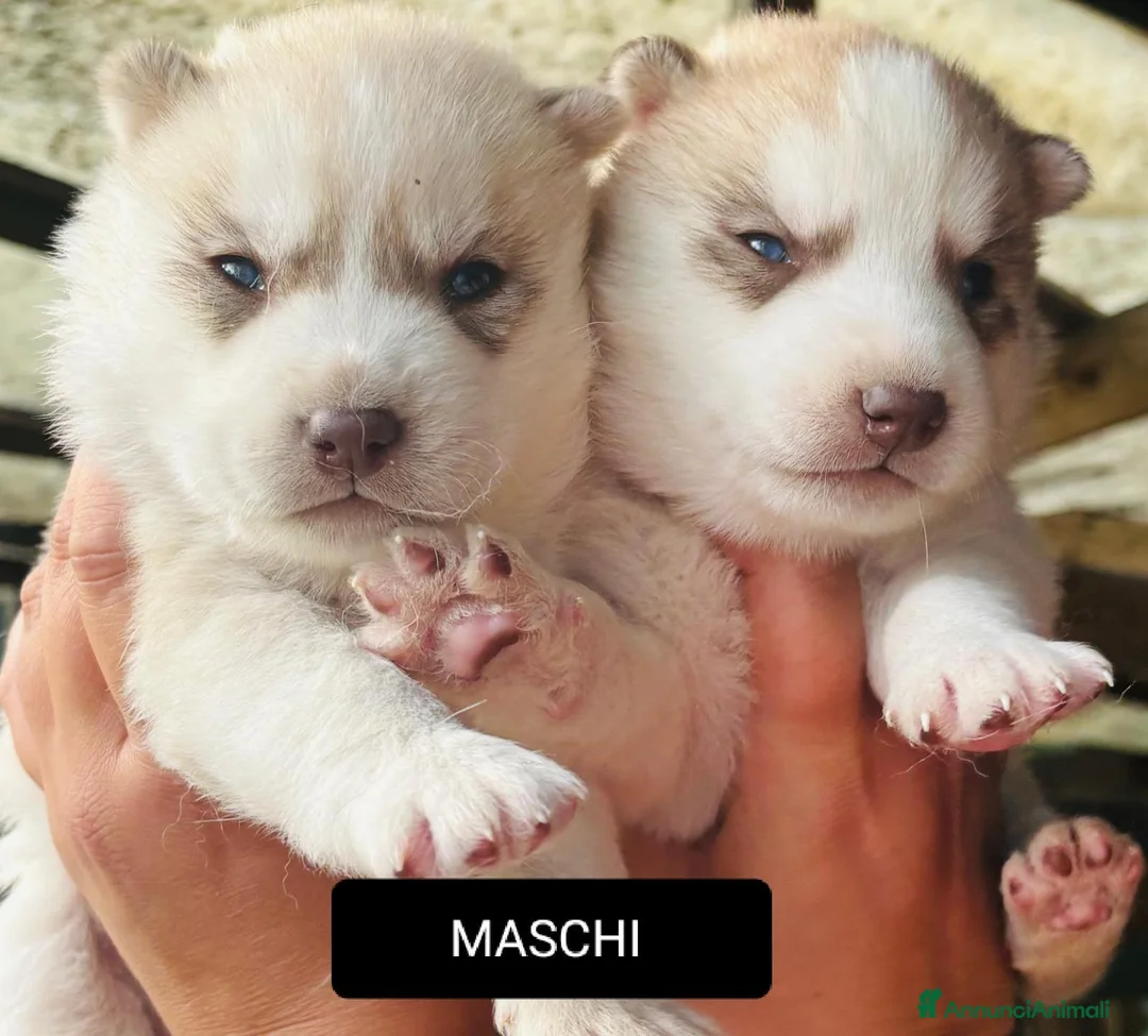 Husky cani in vendita: Cuccioli di siberian husky  a Provincia di Treviso - Annuncio 5