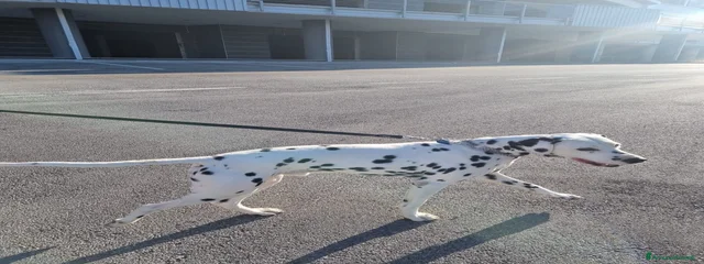 Astro