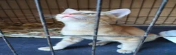 Meticcio gatti in regalo: 2/3 mesi dolcissimo maschietto  - Annuncio 2