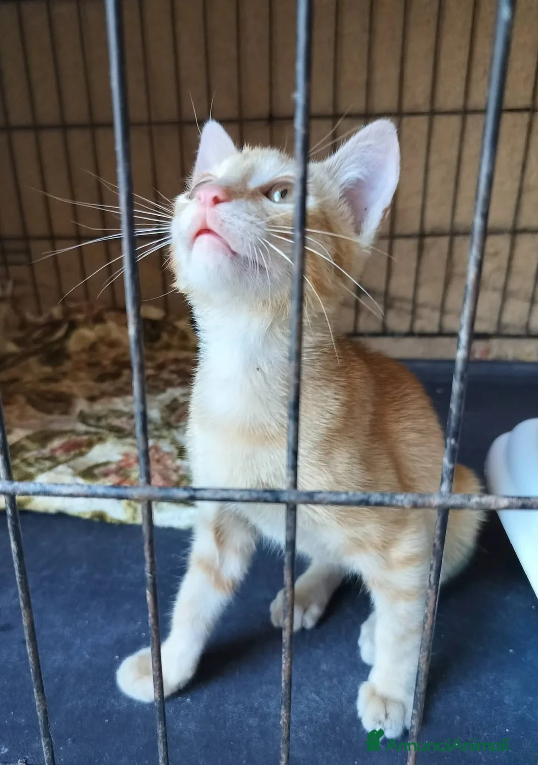 Meticcio gatti in regalo: 2/3 mesi dolcissimo maschietto  - Annuncio 2