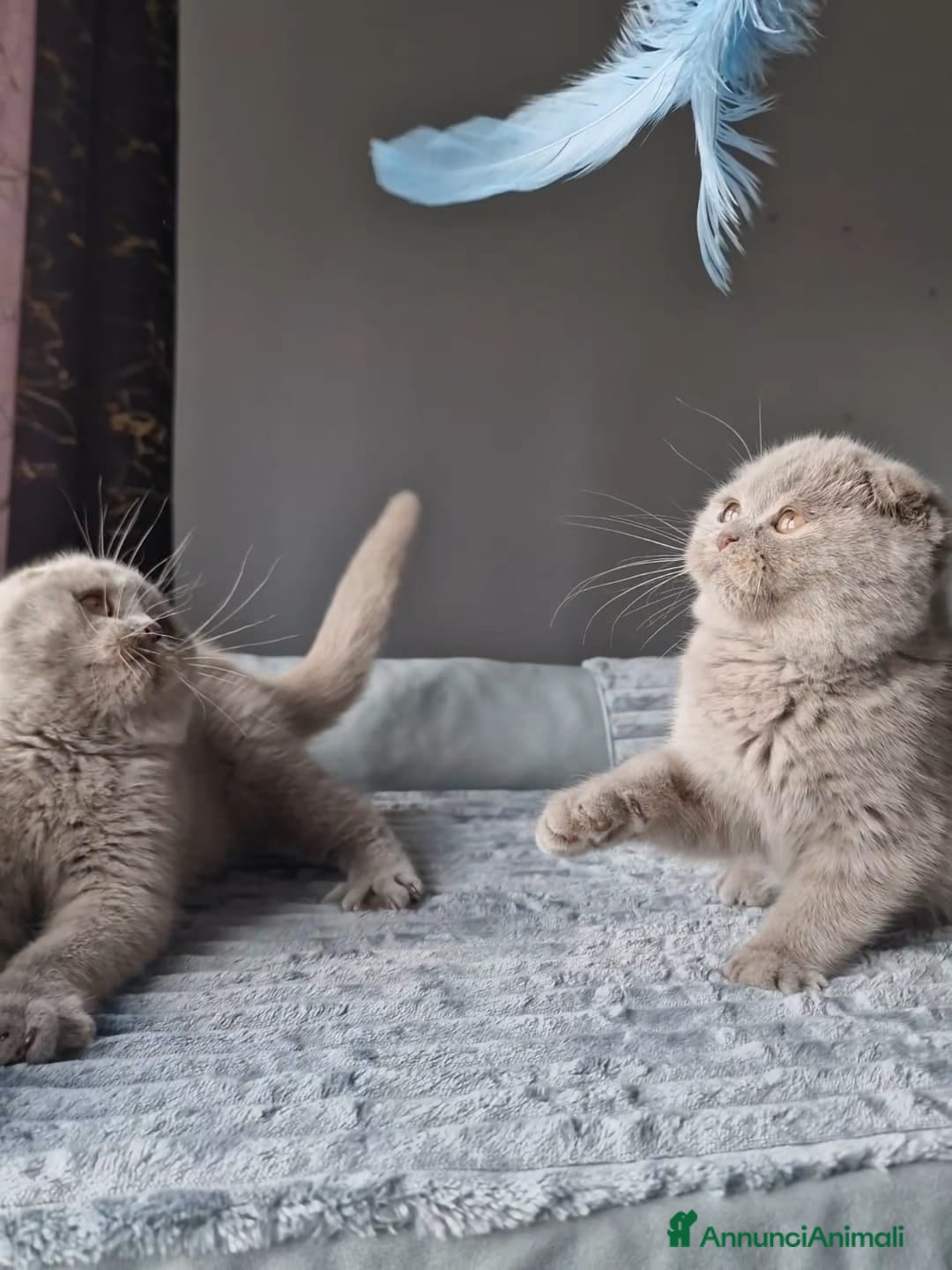 Scottish gatti in vendita: Scottish Fold  - Annuncio 3