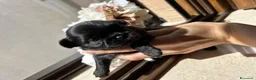 Chihuahua cani in vendita: Cucciole di chihuahua a pelo lungo - Annuncio 11