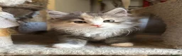 Siberiano gatti in vendita: Freya, bellissima gattina siberiana - Annuncio 10