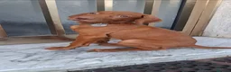 Vizsla cani in vendita: Vizsla ungherese a Provincia di Massa e Carrara - Annuncio 4