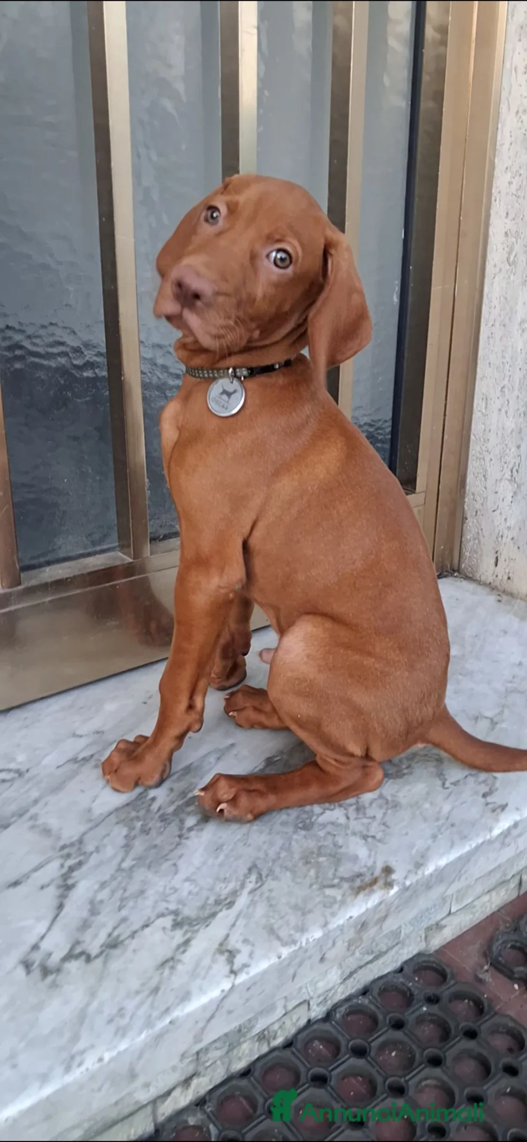 Vizsla cani in vendita: Vizsla ungherese a Provincia di Massa e Carrara - Annuncio 4