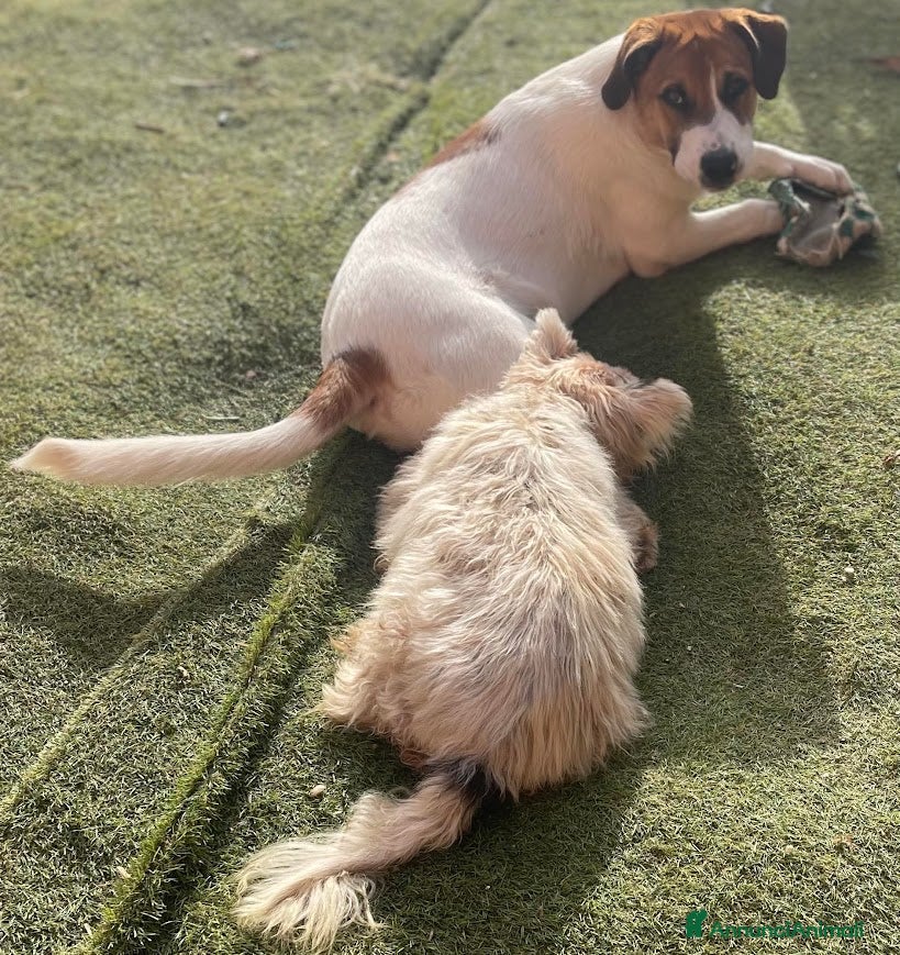 Meticcio cani 6/7 mesi, cucciolo bello e simpatico - Annuncio 5