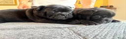 Bulldog Francese cani in vendita: bulldog francese bull dog animali - Annuncio 29