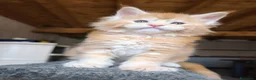 Maine Coon gatti in vendita: Maine coon a Provincia di Vicenza - Annuncio 7