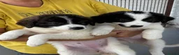 Meticcio cani in regalo: Meravigliosi cuccioli tg grande a Città Metropolitana di Torino - Annuncio 5