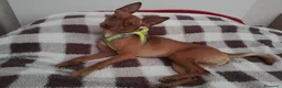 Pinscher Miniatura cani per accoppiamento: Pinscher maschio pronto per accoppiamento - Annuncio 3