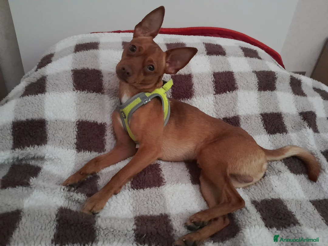 Pinscher Miniatura cani per accoppiamento: Pinscher maschio pronto per accoppiamento - Annuncio 3