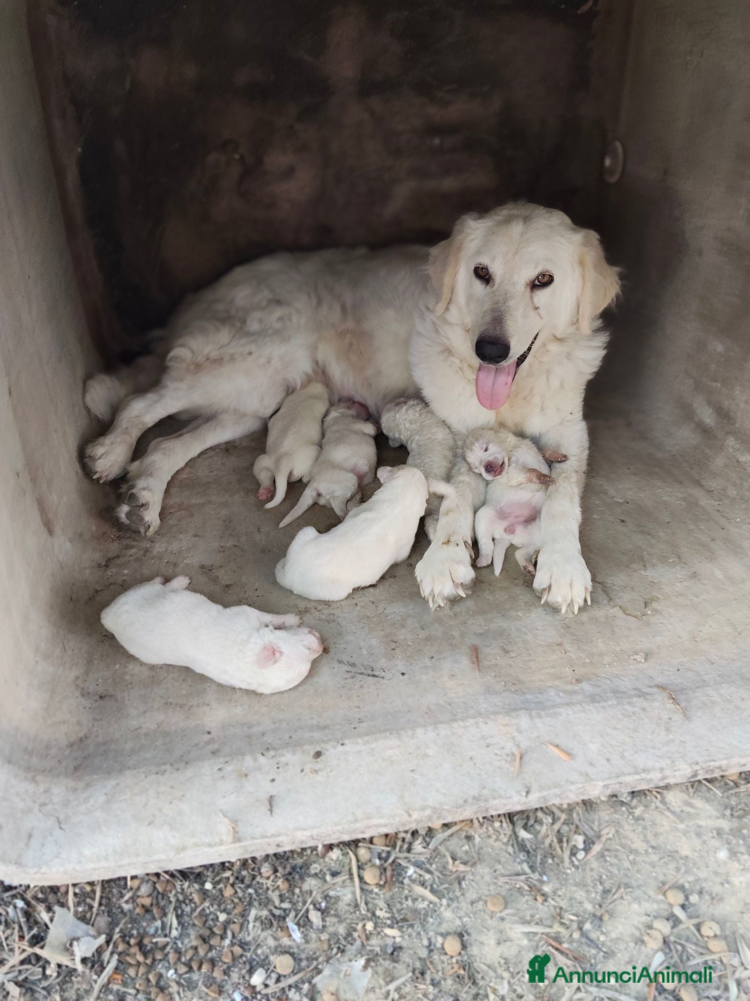 Pastore Abbruzzese Maremmano cani Regalo pastore maremmano abbruzzese - Annuncio 4