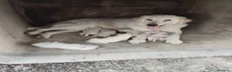 Pastore Abbruzzese Maremmano cani in regalo: Regalo pastore maremmano abbruzzese a Provincia di Taranto - Annuncio 1