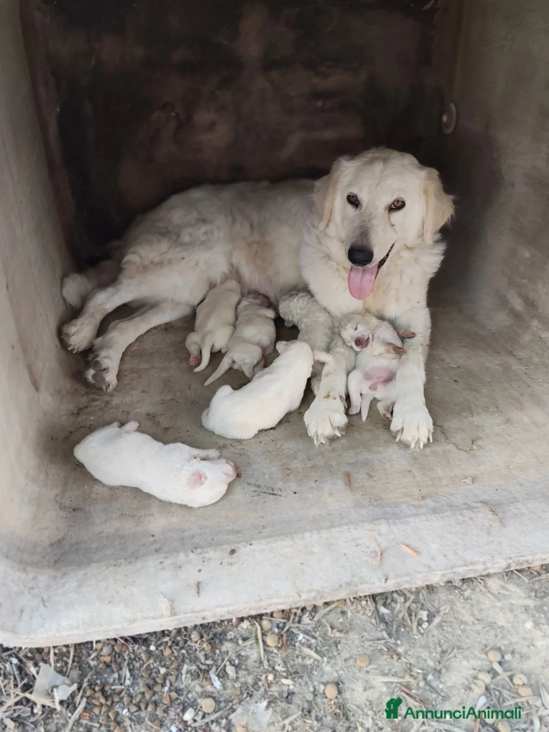 Pastore Abbruzzese Maremmano cani in regalo: Regalo pastore maremmano abbruzzese a Provincia di Taranto - Annuncio 1