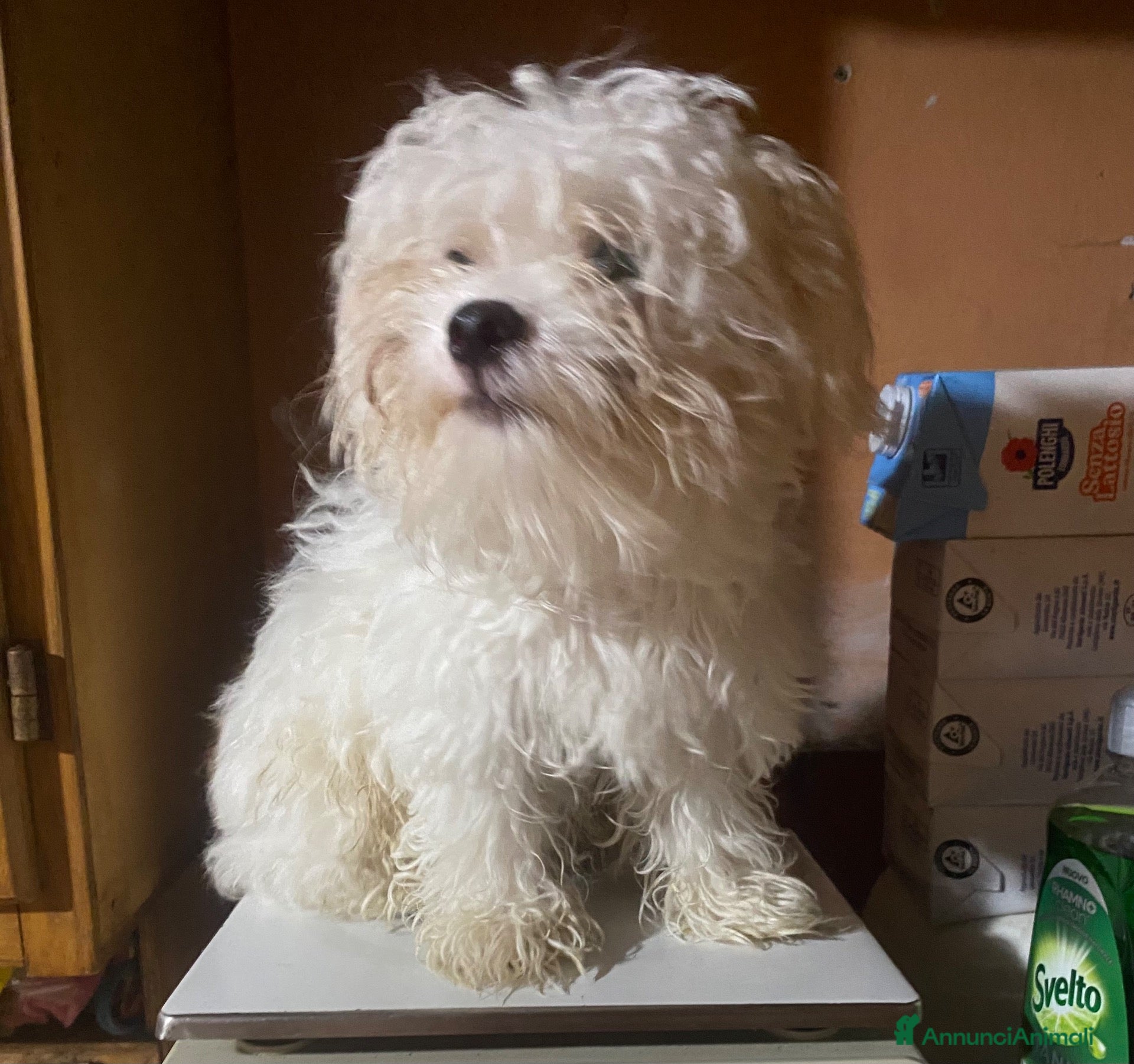 Maltese cani Maltese Mini Toy  - Annuncio 3