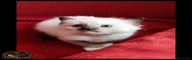 Ragdoll 10
