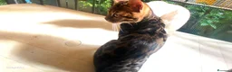 Bengala gatti in vendita: Dolcissima Bengala pura razza  - Annuncio 5