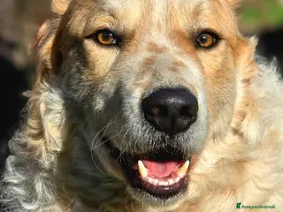 Meticcio cani QUINCY HA BISOGNO DI UNA SVOLTA ALLA SUA VITA - Annuncio 2