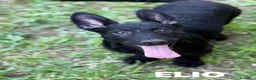 Meticcio cani in regalo: ELIO, fantastico lupetto! TG MEDIO CONTENUTA - Annuncio 2